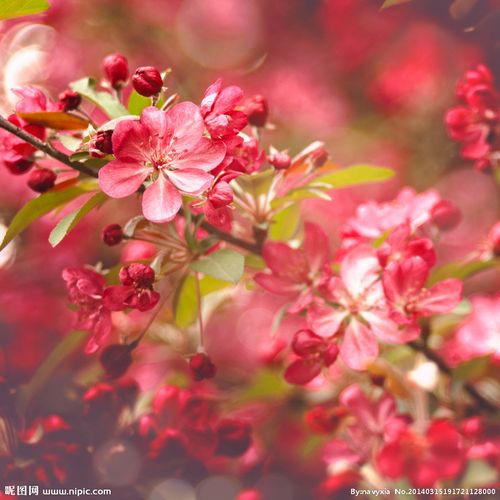花草高清图片
