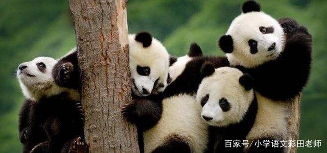 (三年级)思维导图整合信息,如何完成《国宝大熊猫》的