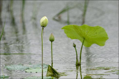 古诗为"雨落荷塘珠满盘"写意