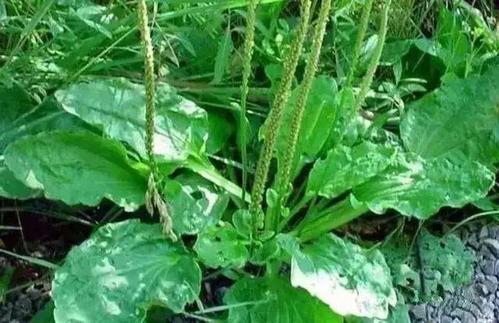 车前草可以治咳嗽吗