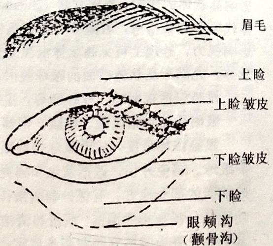 美容技巧眼部形态观察
