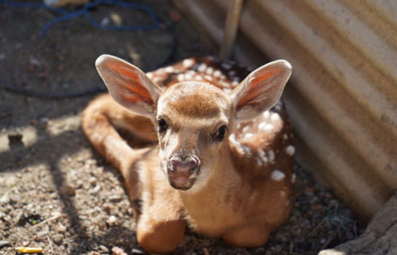 大耳朵涂涂今天我们的主人公就是它!