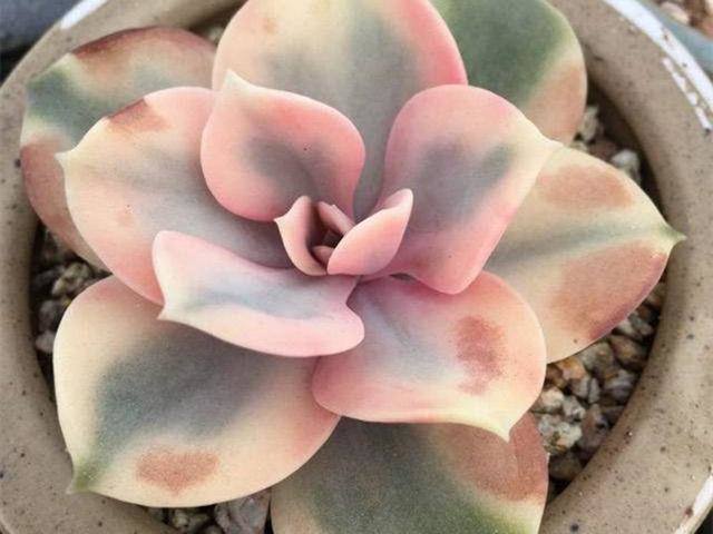 多肉申慱sunbet苹果手机版赤腐病症状(甘蔗赤腐病的症状