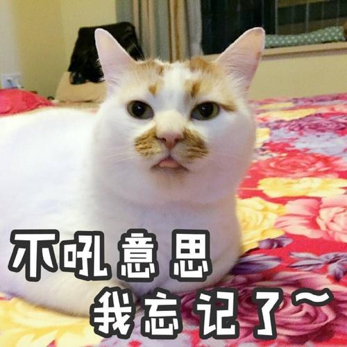 表情包 不好意思 我忘记了