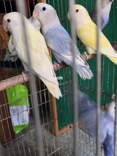 白底紫闪派(牡丹鹦鹉品种品种介绍)_牡丹_牡丹鹦鹉_宠物_宠物其他