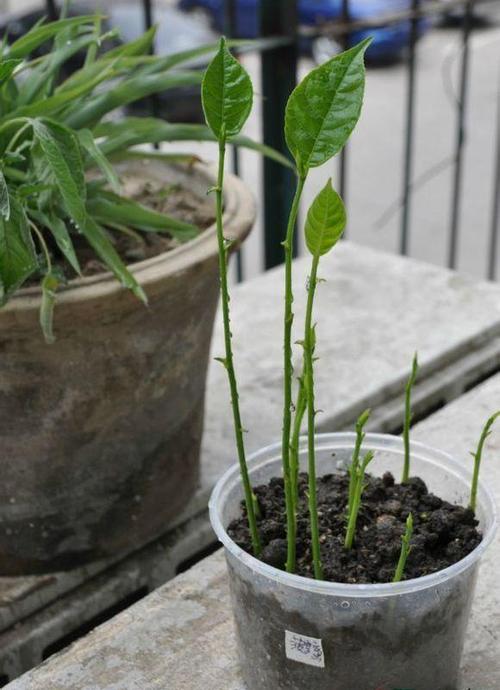 吃完"菠萝蜜",果核泡水里!一个月后大变样,来年能结出巨果
