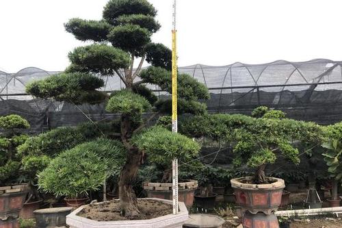 0/棵  福建罗汉松价格 日本造型罗汉松 台湾松批发 本地罗汉松