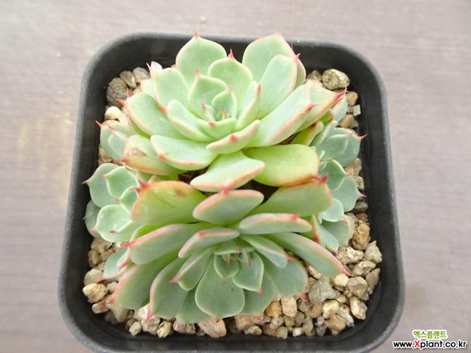 维纳斯9- 多肉植物