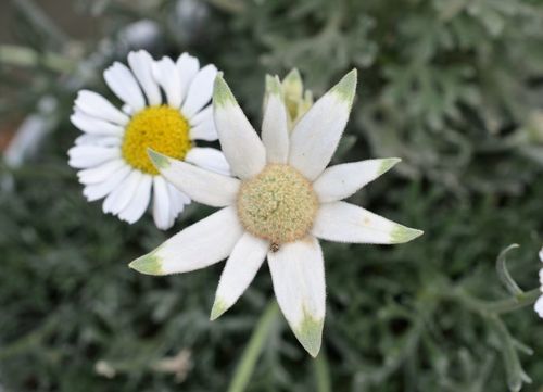 法绒花