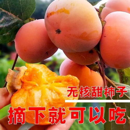 次郎,阳丰脆甜柿苗