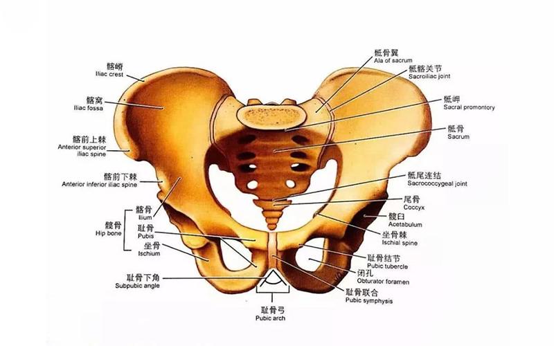 孕妇骨盆中的坐骨和耻骨联合处位置在哪?