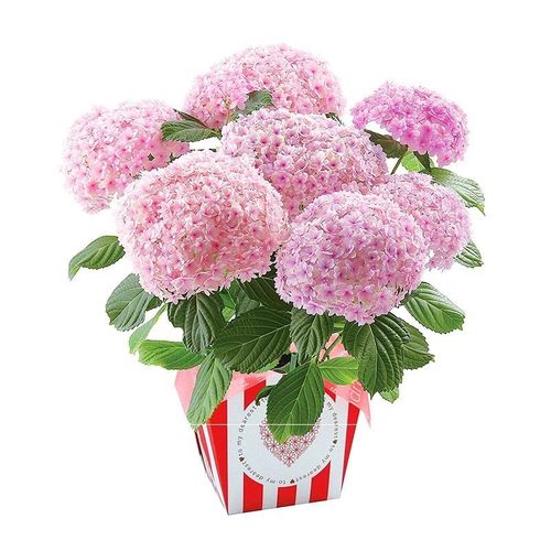 八仙紫阳紫阳花花卉绿植你我我的一起绣球花苗花卉