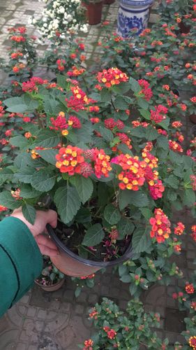 五色梅批发,花色多,品种好,成都货源