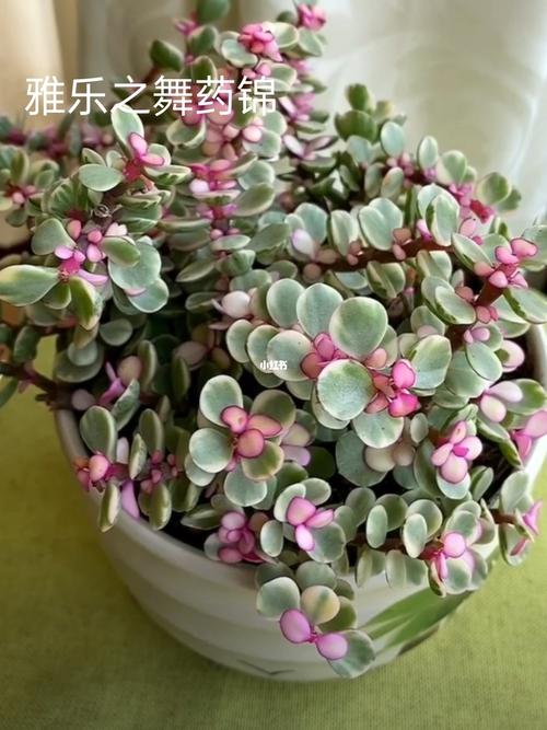 金枝玉叶药锦和雅乐之舞的各种区分_多肉植物_家居家装_家居装饰