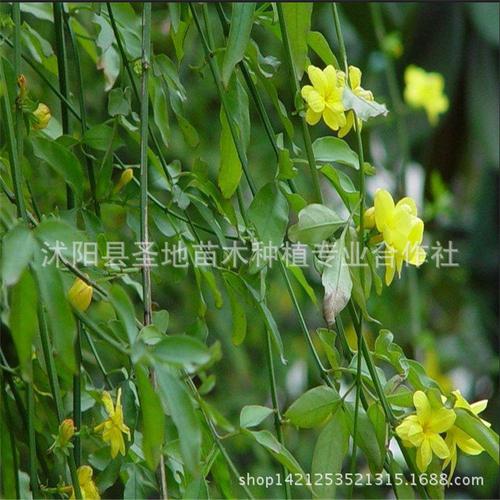 基地批发迎春迎春苗 迎春花小苗 迎春花盆景 园林绿化 包成活