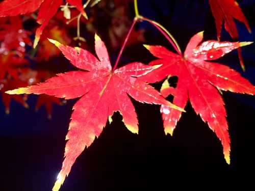 拾起几片落叶,细细观察,发现枫叶好像一颗美丽的红五星;又像是一只