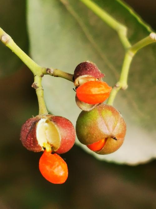 冬青卫矛的果实