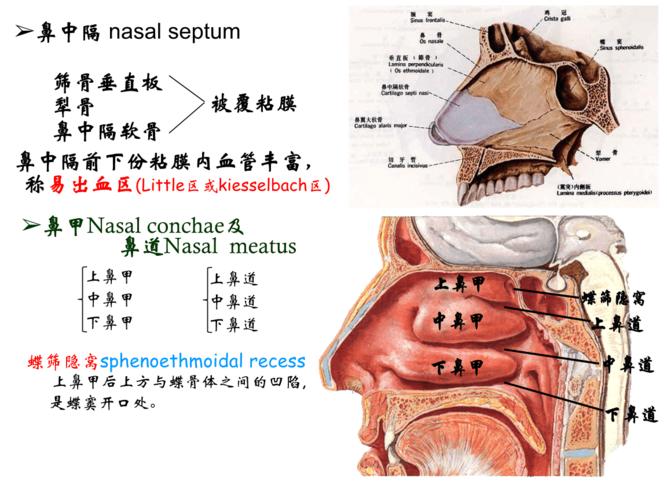 额窦筛窦蝶窦额窦筛窦上颌窦.ppt