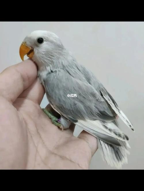 面类牡丹鹦鹉(十四)墨闪派_鹦鹉_牡丹_中日友好医院(西区舰船院区)