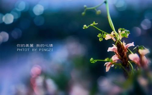 唯美的早安心语短句带图片 清晨早上好的配图语录