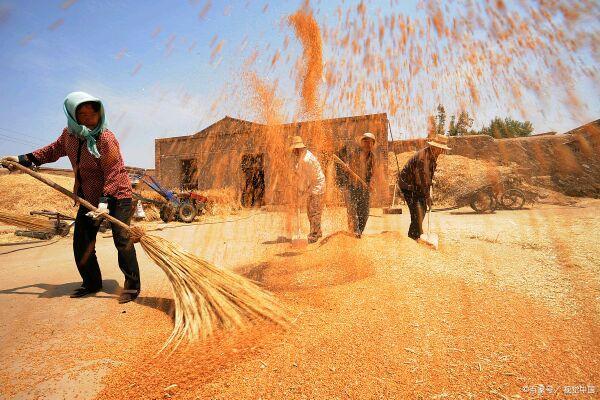 每当天色暗下来的时候,也是小麦脱粒工作接近尾声的时候,这时要将轧