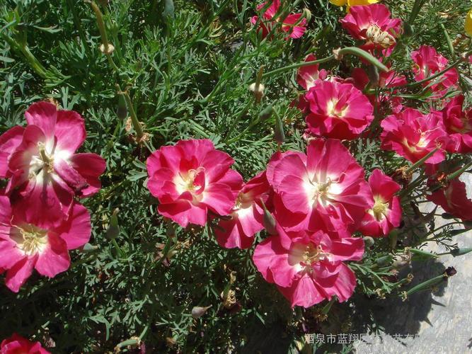 供应信息 酒泉市蓝翔园艺种苗有限责任公司 厂家直销花卉种子,景观