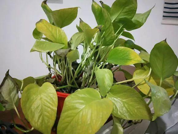 开春后绿萝"黄叶稀疏",2周浇一次"唤醒水",新叶嗖嗖冒!