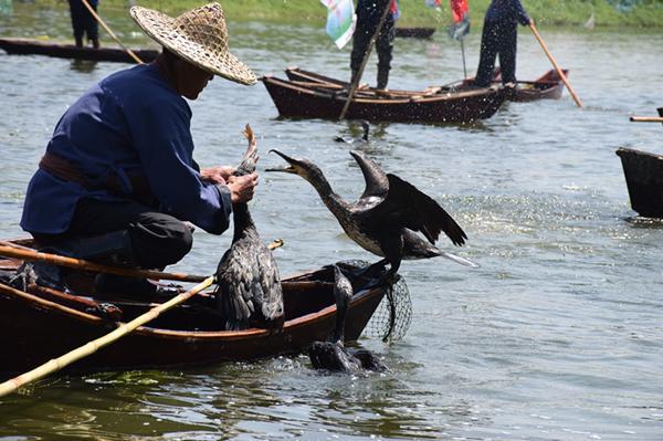 就在今天!中国灵璧第四届"印象浍塘沟鸬鹚捕鱼"民俗文化节隆重开幕