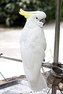 白色鹦鹉