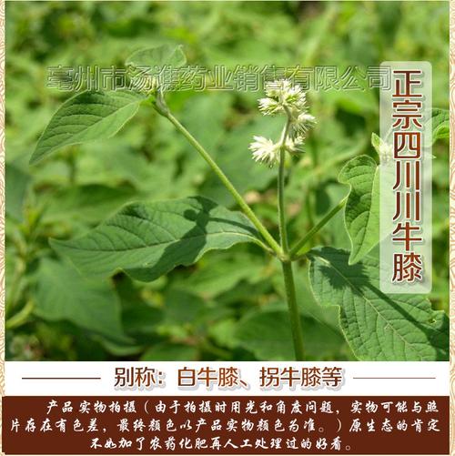 川牛膝 正品川牛膝 甜牛膝 量大从优 专业中药材批发零售