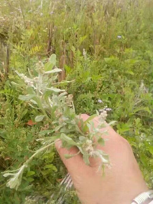 《食物本草》介绍,田艾还具有祛湿,暖胃,清肠等功效.