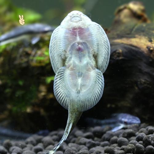 冷水诚森清道夫爬岩吸鳅鱼缸清洁观赏鱼原生吸盘鱼