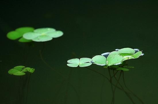 水上的浮萍歇后语无依无靠随波逐流萍水相逢