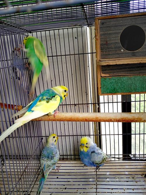 色彩斑斓的彩虹虎皮鹦鹉