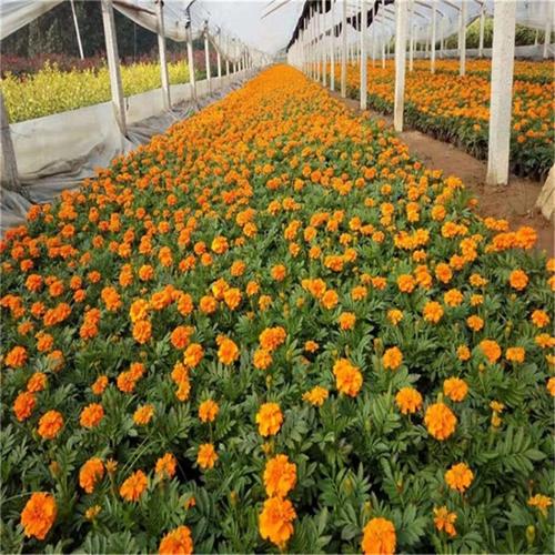 孔雀草苗圃直供 孔雀草花海草花 承玉花卉