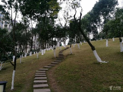 跑步:江北石子山体育公园小径,草坪上有几株蓝花楹