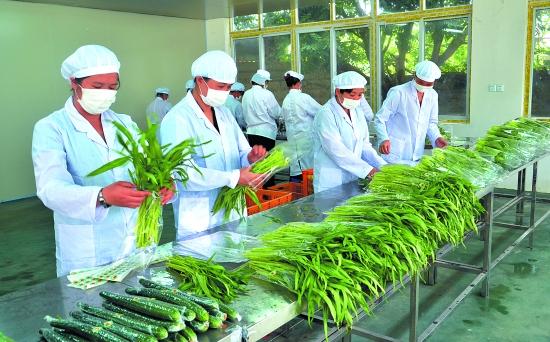 蔬菜加工后,市民清洗后就可下锅.