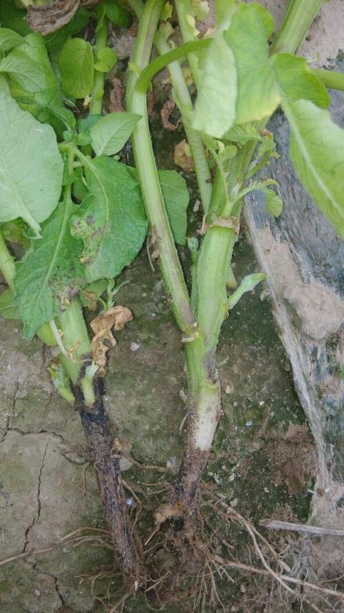 土豆黑根,枯黄至死用什药?谢老师