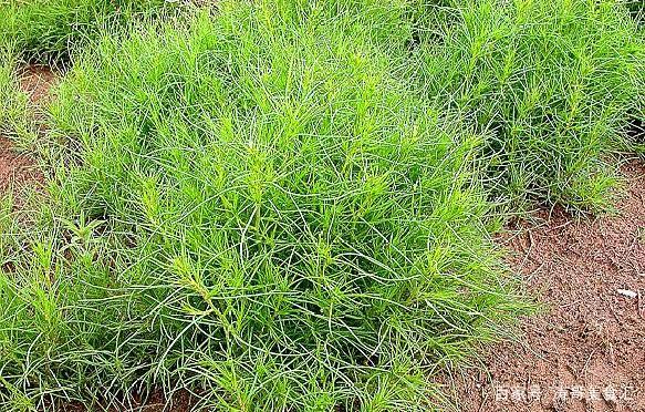 美国饱受"风滚草"侵害,在我国却被吃到靠人工繁殖!