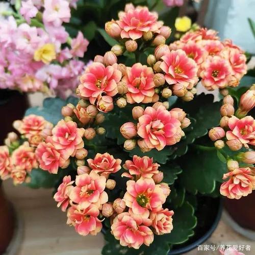 45种长寿花,个个都美爆了,你家养了多少种?