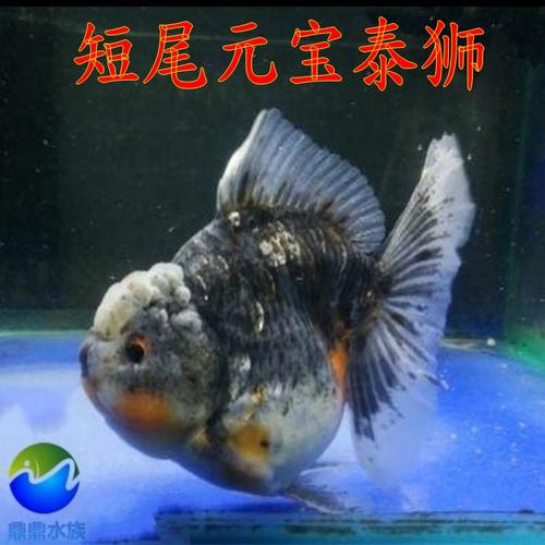 活体观赏鱼精品短尾泰狮元宝狮短身泰狮金鱼元宝狮子头冷水招财鱼