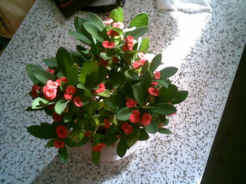 (铁海棠:52种致癌花卉之一,不过不放在睡房里应该没什么问题)明白一个
