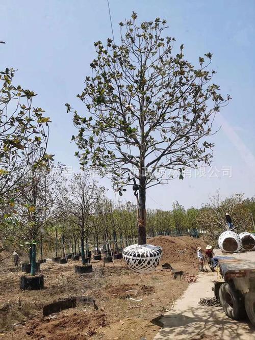 广玉兰移植苗 广玉兰移栽苗 广玉兰容器苗 漳州苗木基地种植