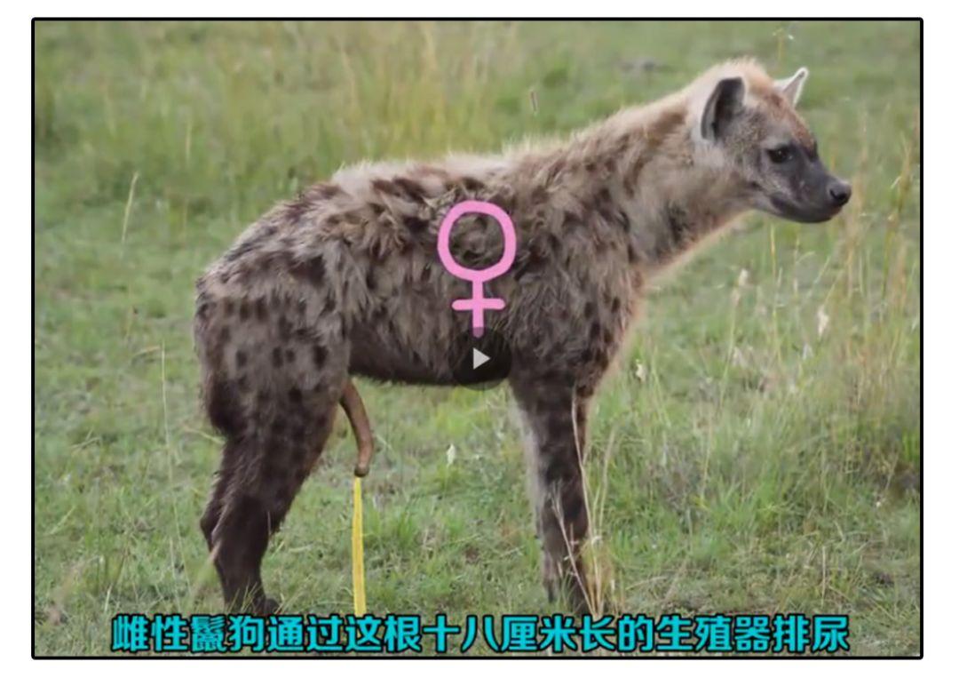 4斤)也要通过该结构扁虫是雌雄同体的动物它们交配的时候会你来我往