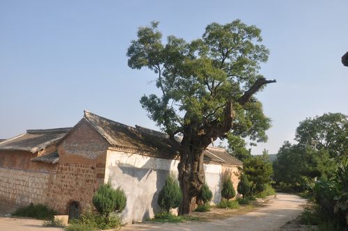 再说农村老槐树