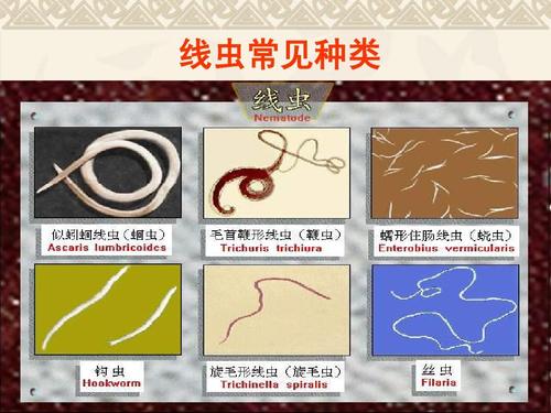 2钩虫ppt