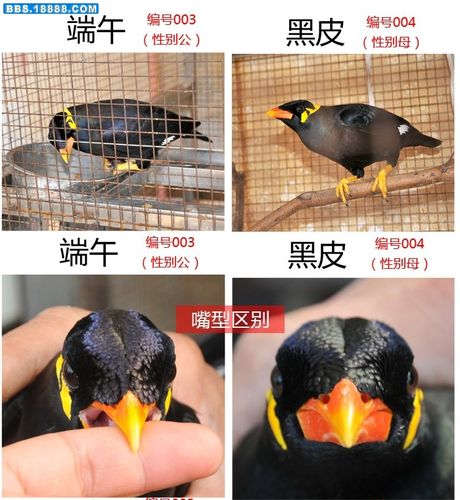 怎么挑选鹩哥啊?