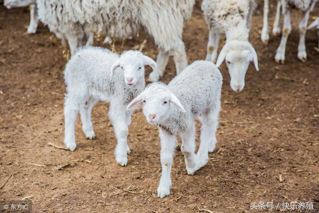 患羊水门会流有一些恶臭的黏液,个别严重的患羊还会伴有高烧等全身
