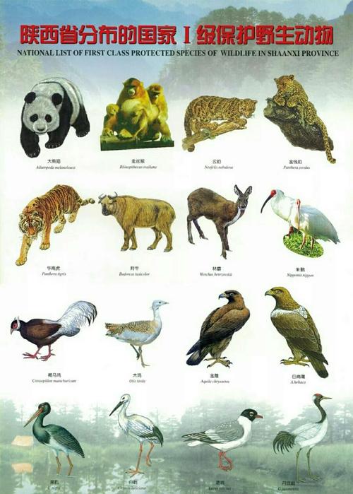 旬邑野生动物保护管理站:转发陕西省人民政府关于严禁