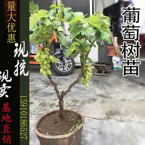 一折夏黑葡萄苗_蓝宝石葡萄树苗南方北方地栽种植盆栽爬藤当年结果